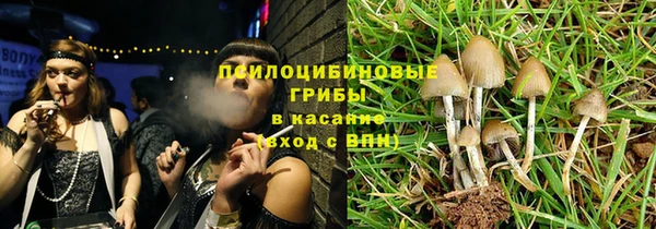 прущие грибы Белокуриха